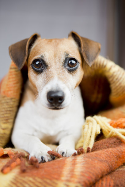 保持温暖的毯子下舒适的狗图片下载