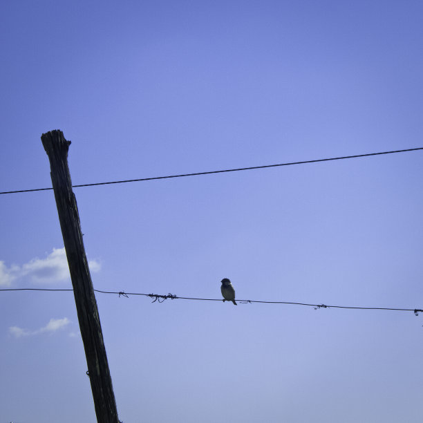 孤雀挂在铁丝网上。图片下载