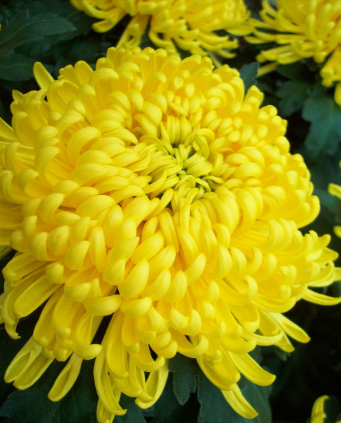 黄色的菊花图片下载