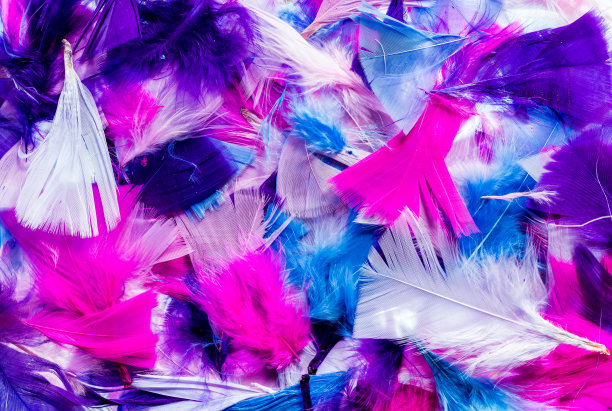 减少颜色的羽毛图片下载