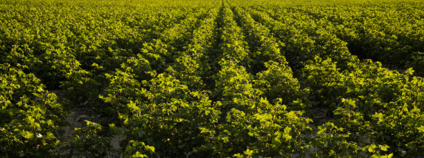 花茎。图片下载