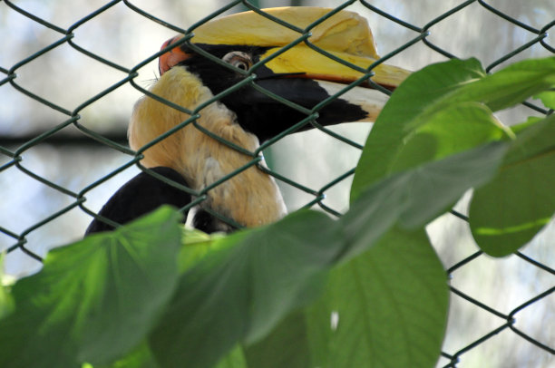 大犀鸟，大印度犀鸟，大花斑犀鸟图片下载