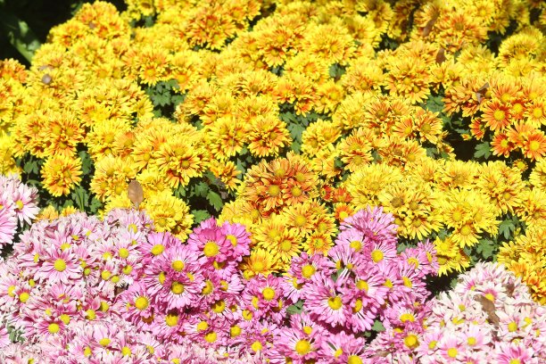 美丽的花朵背景图片下载