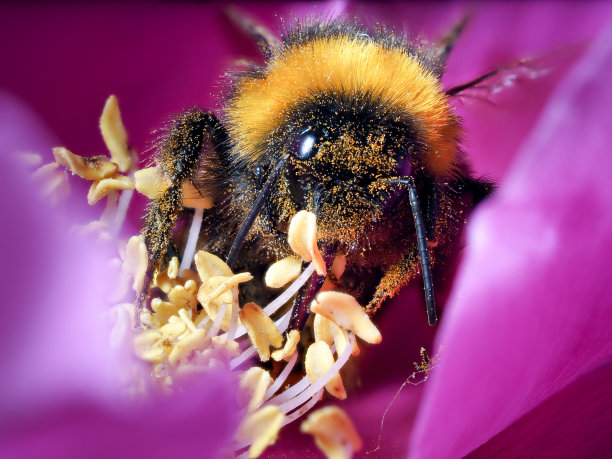 花中的大黄蜂。宏。蓬松的大黄蜂、花粉图片下载