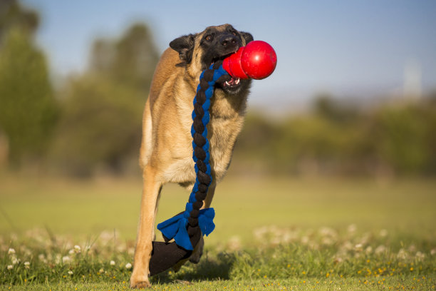 马里努阿犬玩图片下载