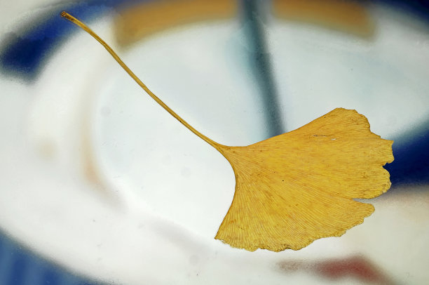 单一棕色的银杏叶上五颜六色图片下载