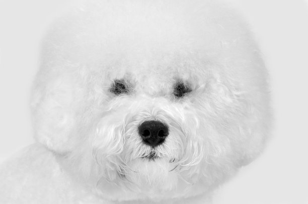 比雄蓬松的白色狗图片下载