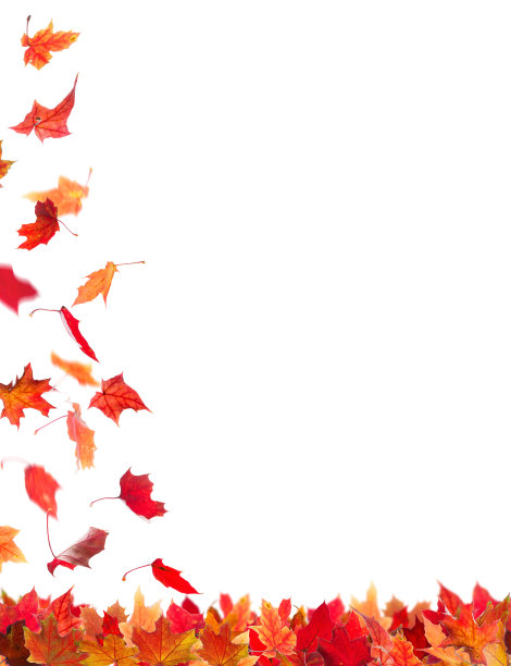 秋天的枫叶图片下载