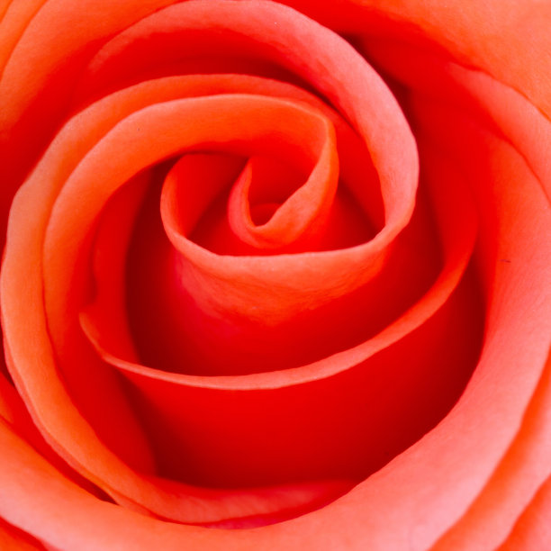 橙玫瑰图片下载