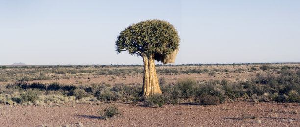 箭叶芦荟图片下载