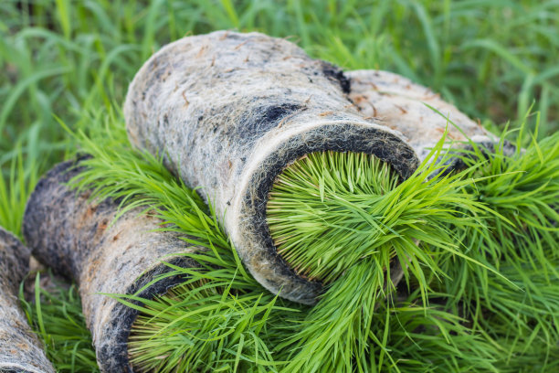 水稻发芽了，那是用机器种植的储备图片下载