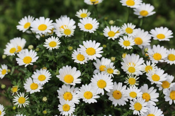 沼泽菊花图片下载