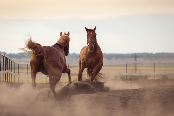 两匹马一天在尘土中玩耍图片下载