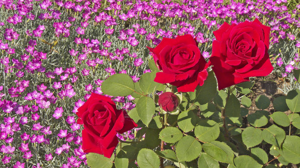 玫瑰。图片下载