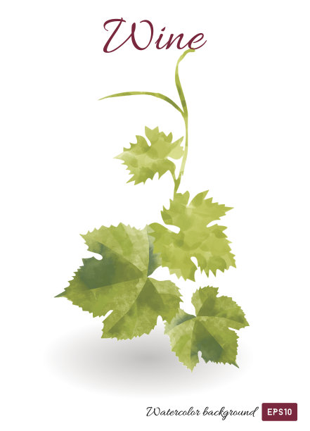 矢量水彩图像的绿色葡萄叶为葡萄酒设计图片下载