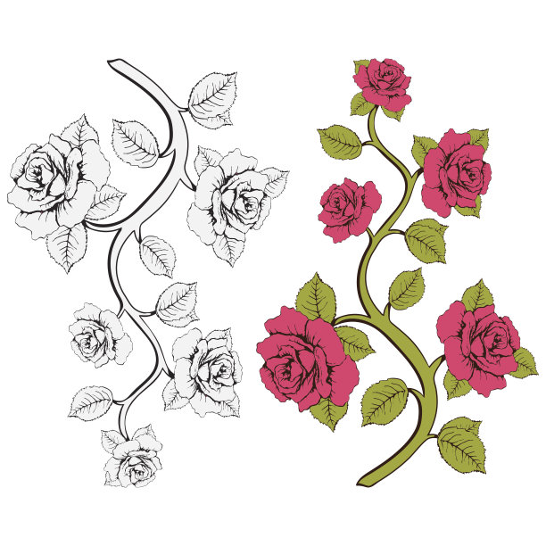 玫瑰花朵分支。一组粉色和白色的玫瑰枝图片下载