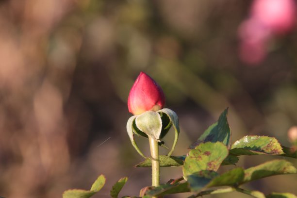 玫瑰花蕾特写图片下载