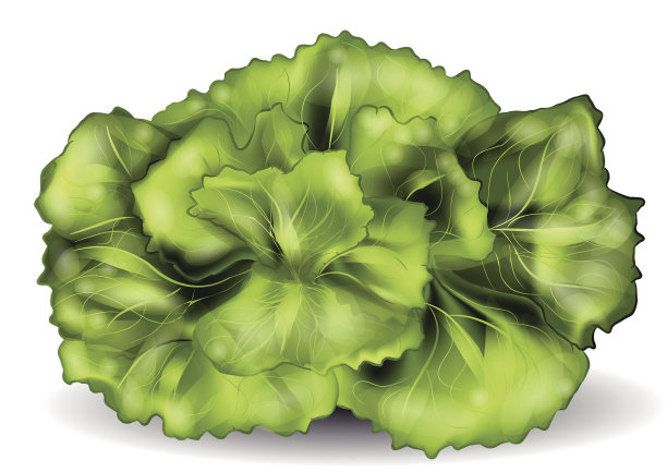 生菜孤立在白色上图片下载