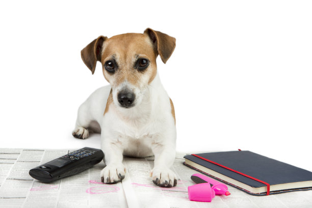 不错的狗和找工作图片下载