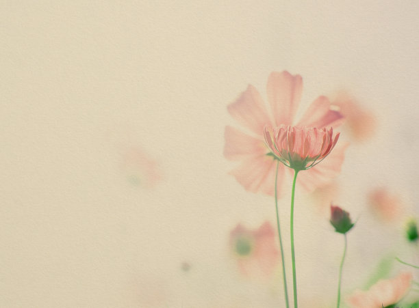 宇宙的花图片下载