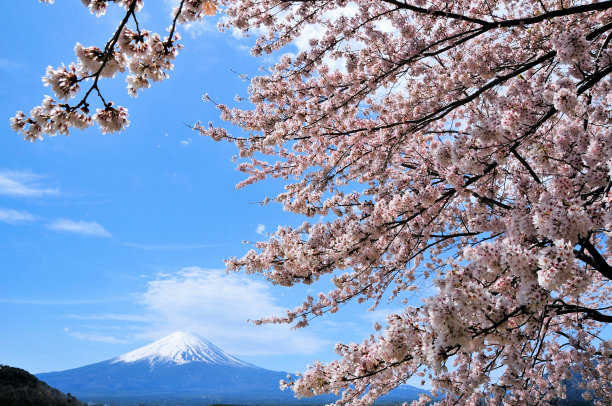 富士山和樱桃树图片下载
