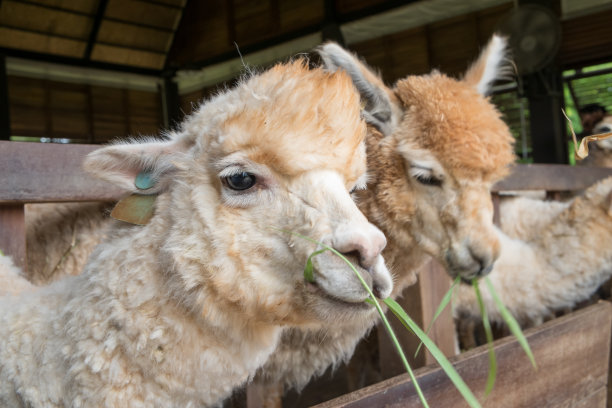 阿尔帕卡在围栏里图片下载
