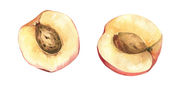 水彩新鲜成熟的桃子图片下载
