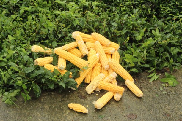 新鲜的黄色玉米在绿色的叶子上图片下载