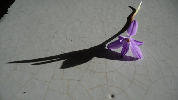 田花的影子。图片下载