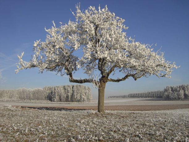 冬天的气息图片下载