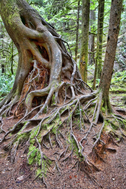树的根系图片下载