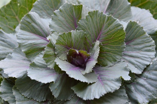 后院的卷心菜图片下载