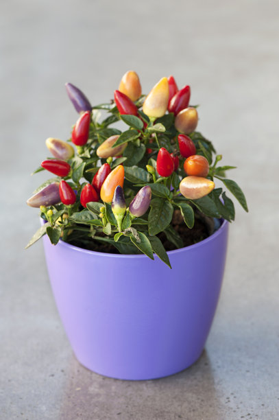 紫色花盆中的辣椒植物图片下载