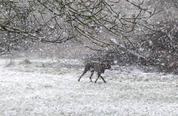 狗在暴雪图片下载