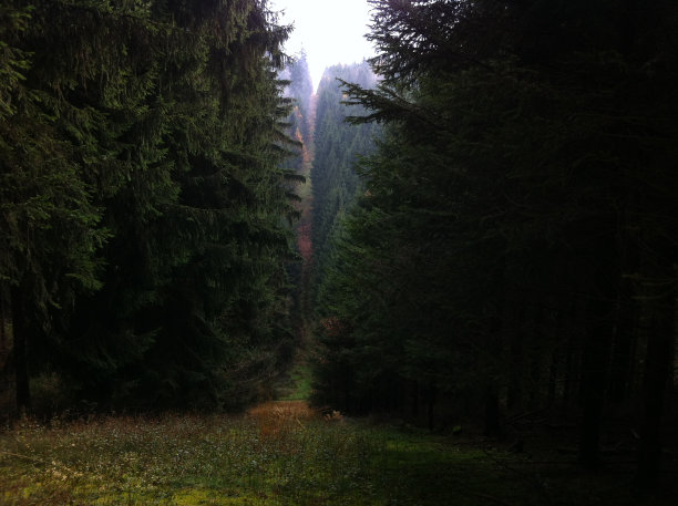 森林格拉德图片下载