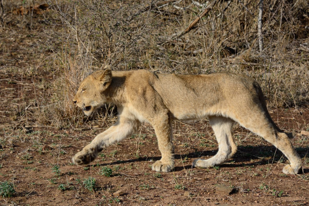 小狮子崽走路图片下载