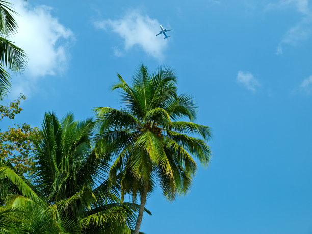 棕榈和飞机图片下载
