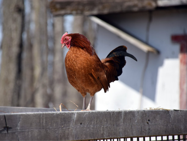 农场的鸡图片下载