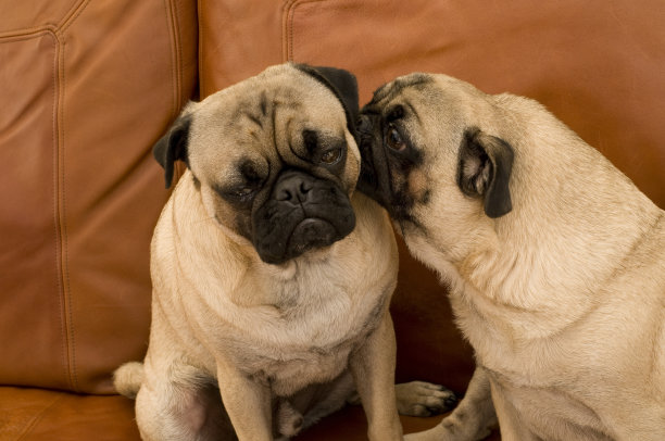 哈巴狗嗅其他哈巴狗的耳朵图片下载