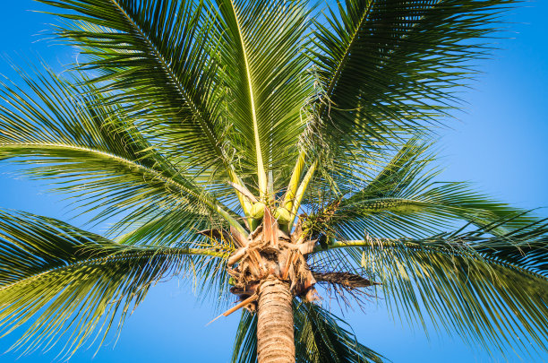 蓝天上的棕榈树图片下载