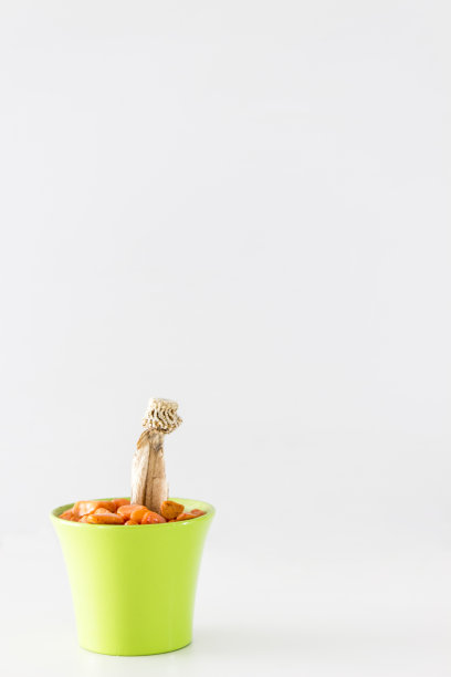 孤立的绿色盆栽仙人掌与橙色卵石图片下载