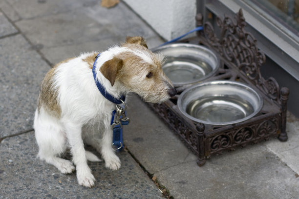 等待狗图片下载