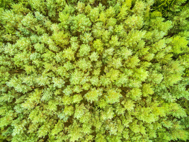 鸟瞰图松树林。图片下载