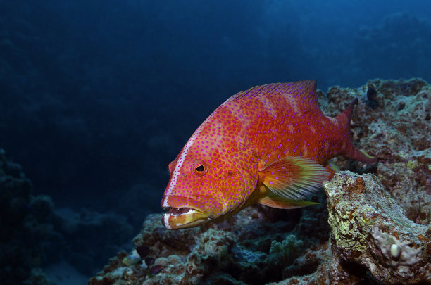 嘿，老兄……图片下载