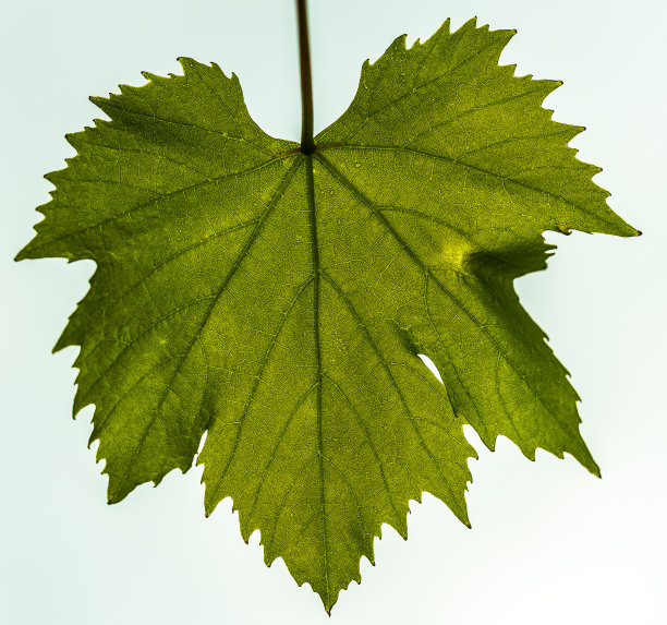 温布拉特图片下载