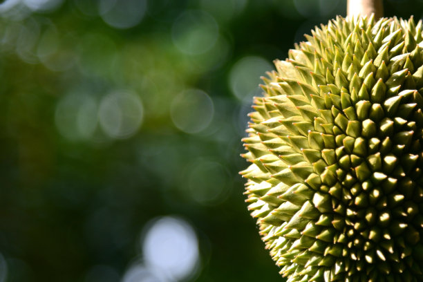 泰国花园树上的榴莲果特写图片下载