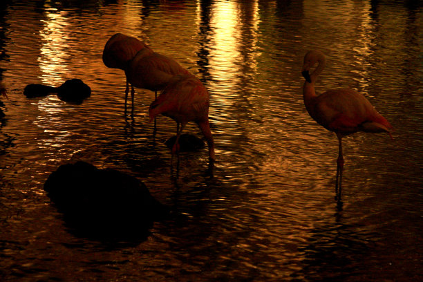火烈鸟在湖里睡觉图片下载