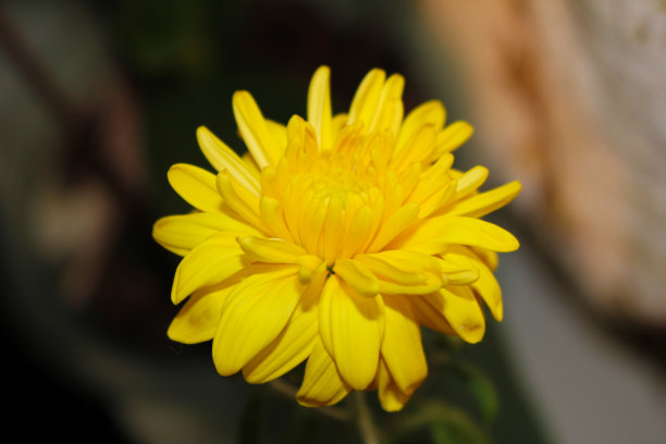 黄色的菊花图片下载