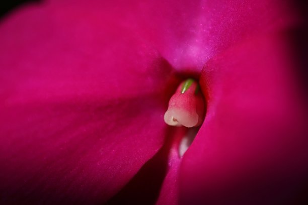 凤仙花的花图片下载