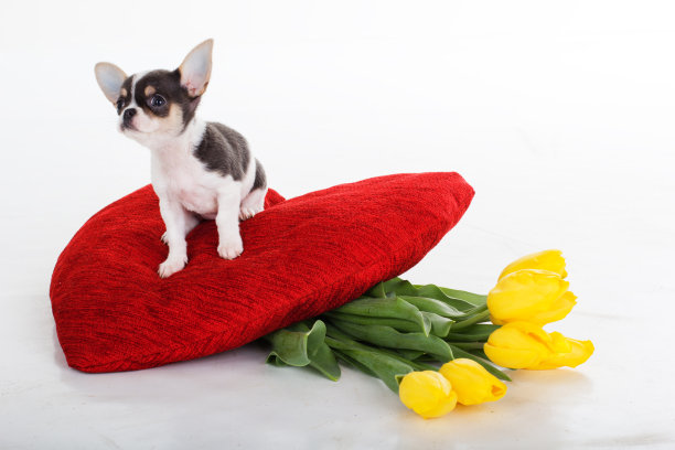 吉娃娃小狗和一束郁金香和红色的心图片下载